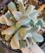 Picture of Echeveria Topsy Turvy