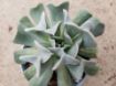 Picture of Echeveria Topsy Turvy