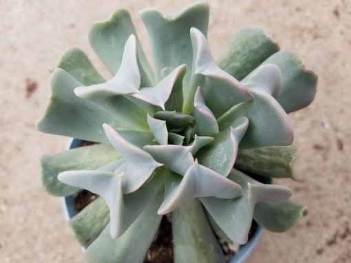 Picture of Echeveria Topsy Turvy