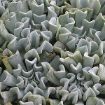 Picture of Echeveria Topsy Turvy