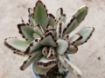Picture of Kalanchoe tomentosa - Panda Plant, Pussy Ears, Donkey Ears