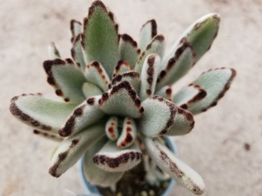 Picture of Kalanchoe tomentosa - Panda Plant, Pussy Ears, Donkey Ears