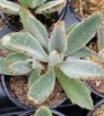 Picture of Kalanchoe tomentosa - Panda Plant, Pussy Ears, Donkey Ears