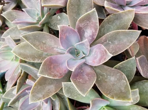 Picture of Graptoveria ‘Fred Ives’