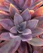 Picture of Graptoveria ‘Fred Ives’