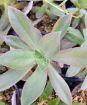 Picture of Graptoveria ‘Fred Ives’