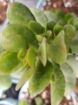 Picture of Crassula Capitella Red Pagoda