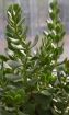 Picture of Crassula Capitella Red Pagoda