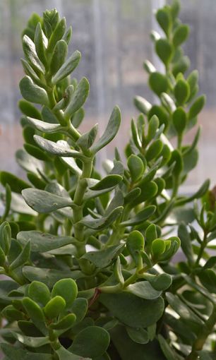 Picture of Crassula Capitella Red Pagoda