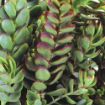 Picture of Crassula Capitella Red Pagoda