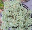 Picture of Sedum 'Purple Form'