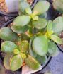 Picture of Crassula Mini Jade