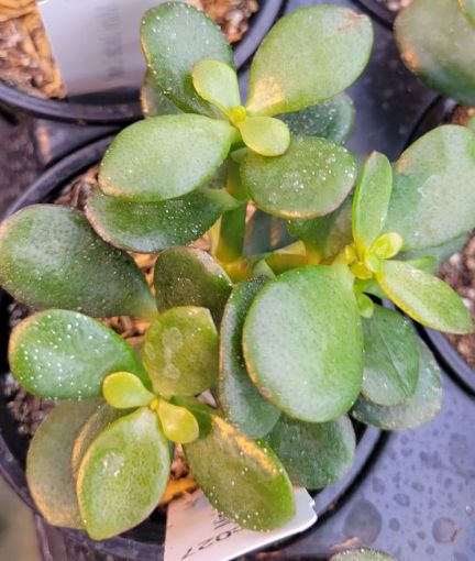 Picture of Crassula Mini Jade