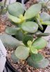 Picture of Crassula Mini Jade