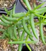 Picture of Crassula Miniature Pine Tree