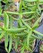 Picture of Crassula Miniature Pine Tree