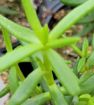 Picture of Crassula Miniature Pine Tree