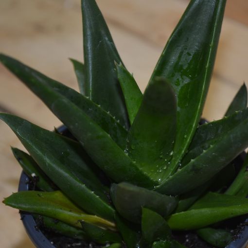Picture of Haworthia fasciata - Zebra Plant