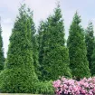 Picture of Thuja 'Green Giant' Arborvitae