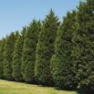Picture of Thuja 'Green Giant' Arborvitae