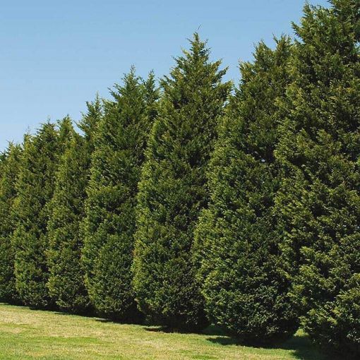 Picture of Thuja 'Green Giant' Arborvitae