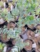 Picture of Kalanchoe Marnieriana