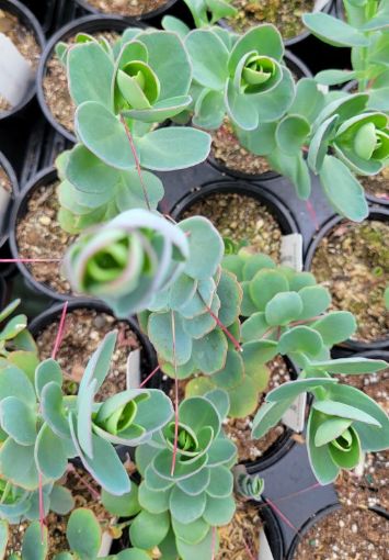 Picture of Kalanchoe Marnieriana