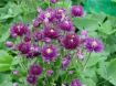 Picture of Aquilegia 'Clementine Dark Purple' Columbine