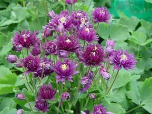 Picture of Aquilegia 'Clementine Dark Purple' Columbine