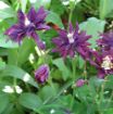 Picture of Aquilegia 'Clementine Dark Purple' Columbine
