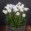 Picture of Armeria Dreameria® Dream Clouds