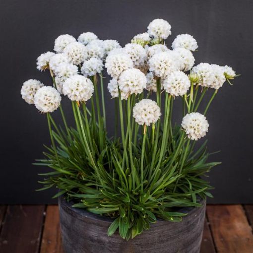 Picture of Armeria Dreameria® Dream Clouds
