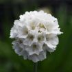 Picture of Armeria Dreameria® Dream Clouds