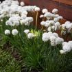 Picture of Armeria Dreameria® Dream Clouds