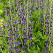 Picture of Baptisia 'Periwinkle Popsicle' DECADENCE® DELUXE Series