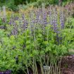 Picture of Baptisia 'Periwinkle Popsicle' DECADENCE® DELUXE Series