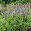 Picture of Baptisia 'Periwinkle Popsicle' DECADENCE® DELUXE Series