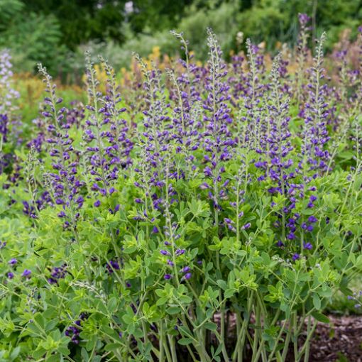 Picture of Baptisia 'Periwinkle Popsicle' DECADENCE® DELUXE Series