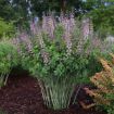Picture of Baptisia 'Pink Truffles' DECADENCE® DELUXE Series