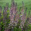 Picture of Baptisia 'Pink Truffles' DECADENCE® DELUXE Series