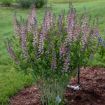 Picture of Baptisia 'Pink Truffles' DECADENCE® DELUXE Series