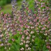 Picture of Baptisia 'Pink Truffles' DECADENCE® DELUXE Series