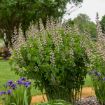 Picture of Baptisia 'Pink Truffles' DECADENCE® DELUXE Series