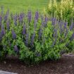 Picture of Baptisia 'Sparkling Sapphires'  DECADENCE® Series