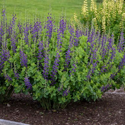 Picture of Baptisia 'Sparkling Sapphires'  DECADENCE® Series