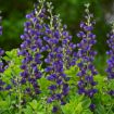 Picture of Baptisia 'Sparkling Sapphires'  DECADENCE® Series