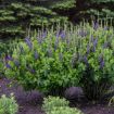 Picture of Baptisia 'Sparkling Sapphires'  DECADENCE® Series