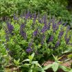Picture of Baptisia 'Sparkling Sapphires'  DECADENCE® Series