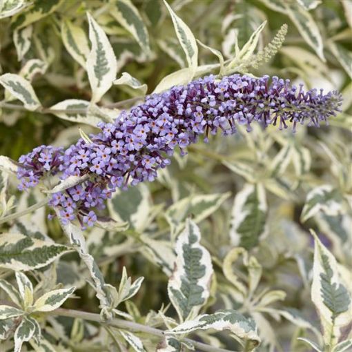 Picture of Buddleia Butterfly Gold, Butterfly Bush