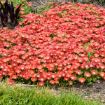 Picture of Delosperma 'Dancing Embers' KALEIDOSCOPE™ Series
